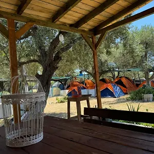 Camping Olive Trees Camping